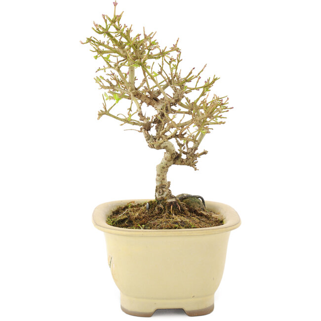Ligustrum, 15,5 cm, ± 5 Jahre alt