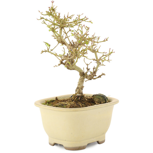 Ligustro, 15,5 cm, ± 5 años