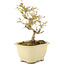 Ligustrum, 15,5 cm, ± 5 years old
