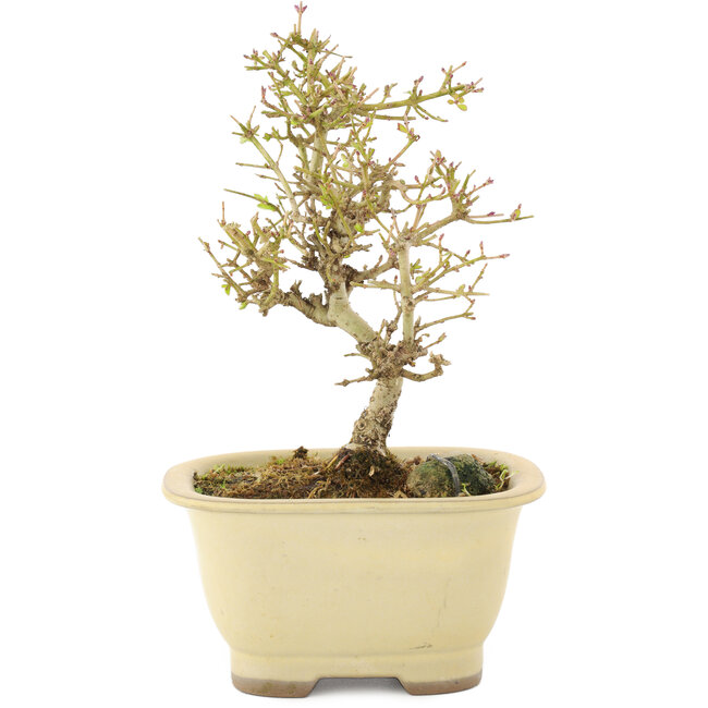 Ligustrum, 15,5 cm, ± 5 Jahre alt