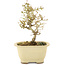 Ligustrum, 15,5 cm, ± 5 ans