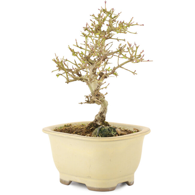 Ligustrum, 15,5 cm, ± 5 ans