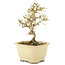 Ligustrum, 15,5 cm, ± 5 jaar oud