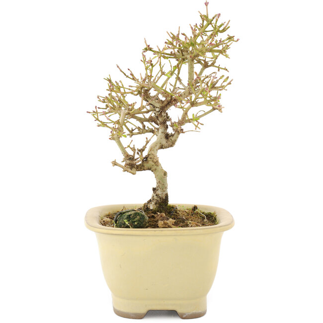 Ligustrum, 15,5 cm, ± 5 anni