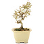 Ligustrum, 15,5 cm, ± 5 ans