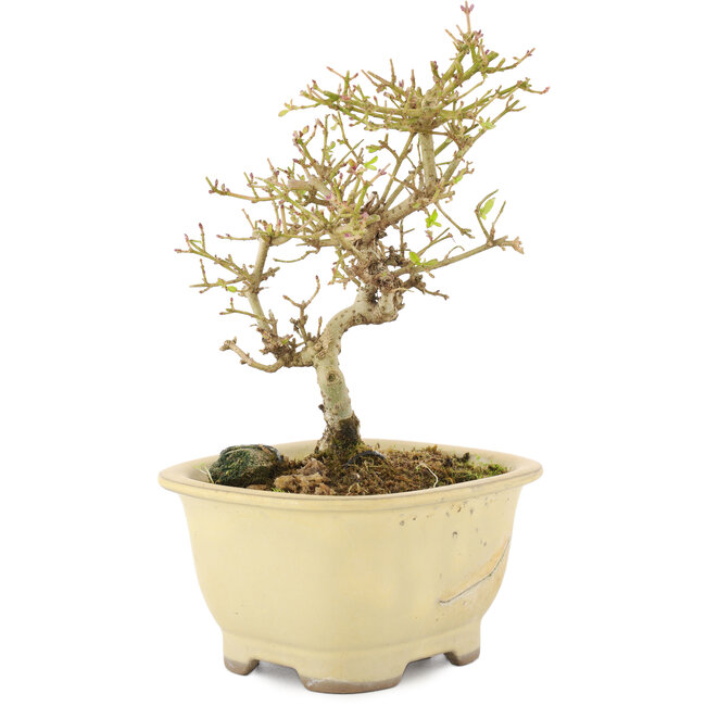 Ligustrum, 15,5 cm, ± 5 anni