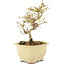 Ligustrum, 15,5 cm, ± 5 anni
