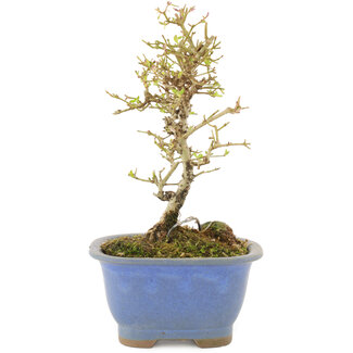 Ligustrum, 16,5 cm, ± 5 jaar oud