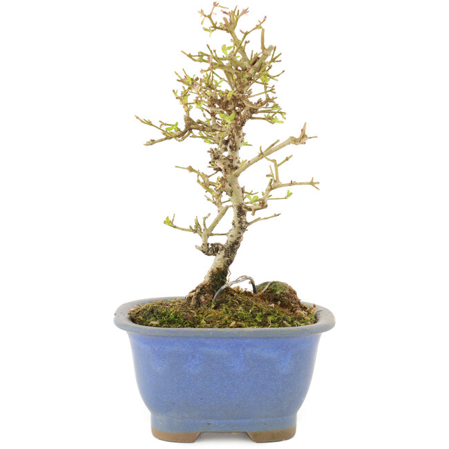 Ligustrum, 16,5 cm, ± 5 anni, in vaso con chip
