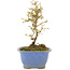 Ligustrum, 16,5 cm, ± 5 years old, in a pot with a chip