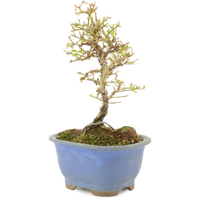 Ligustrum, 16,5 cm, ± 5 jaar oud, in pot met chip
