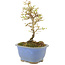Ligustrum, 16,5 cm, ± 5 jaar oud, in pot met chip