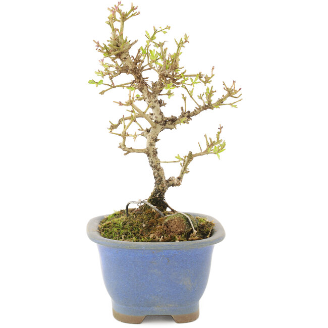 Ligustrum, 16,5 cm, ± 5 años, en maceta con chip