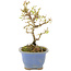 Ligustrum, 16,5 cm, ± 5 anni, in vaso con chip