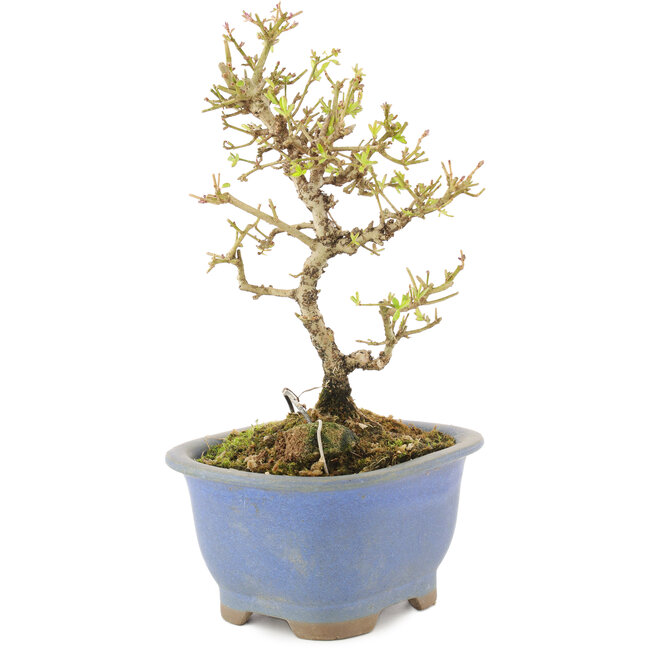 Ligustrum, 16,5 cm, ± 5 Jahre alt, in einem Topf mit Chip