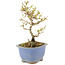 Ligustrum, 16,5 cm, ± 5 ans, en pot avec puce