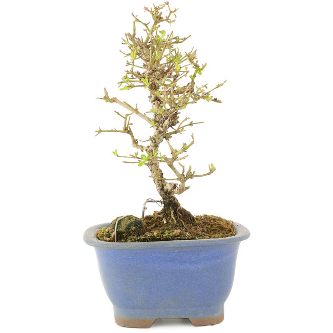 Ligustrum, 16,5 cm, ± 5 jaar oud, in pot met chip