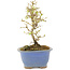 Ligustrum, 16,5 cm, ± 5 ans, en pot avec puce