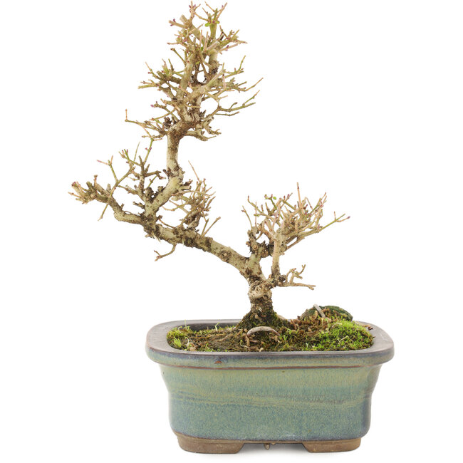 Ligustrum, 18 cm, ± 5 years old