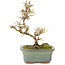 Ligustrum, 18 cm, ± 5 Jahre alt