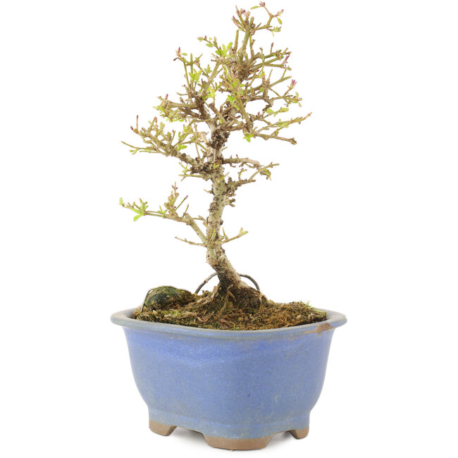 Ligustrum, 16,5 cm, ± 5 anni, in vaso con chip