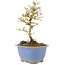 Ligustrum, 16,5 cm, ± 5 ans, en pot avec puce