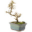 Ligustrum, 18 cm, ± 5 years old
