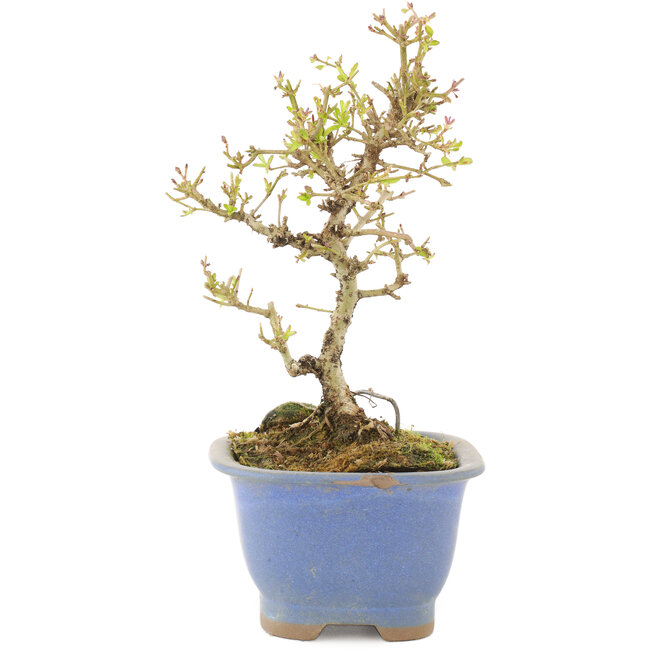 Ligustrum, 16,5 cm, ± 5 anni, in vaso con chip