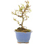 Ligustrum, 16,5 cm, ± 5 ans, en pot avec puce