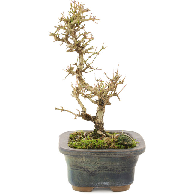 Ligustrum, 18 cm, ± 5 años