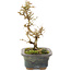 Ligustrum, 18 cm, ± 5 years old
