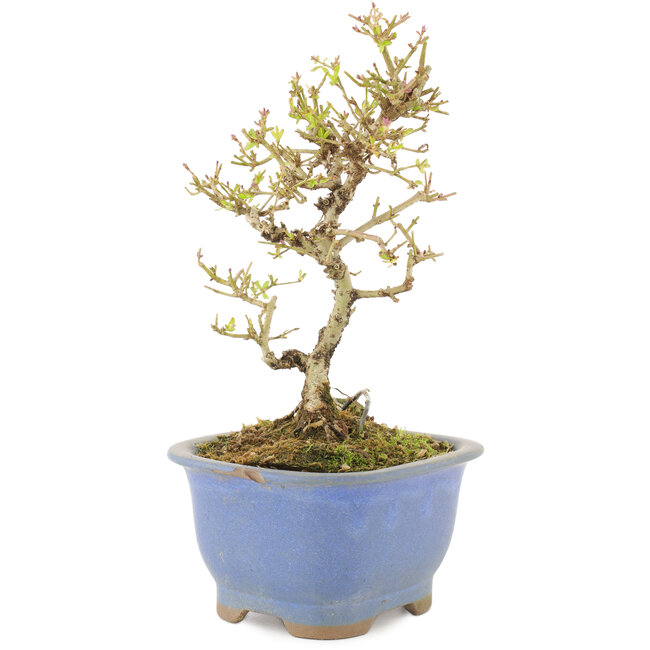 Ligustrum, 16,5 cm, ± 5 ans, en pot avec puce