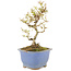 Ligustrum, 16,5 cm, ± 5 ans, en pot avec puce