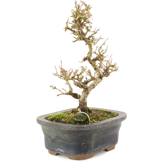 Ligustrum, 18 cm, ± 5 ans