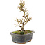 Ligustrum, 18 cm, ± 5 jaar oud