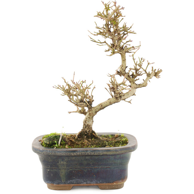 Ligustrum, 18 cm, ± 5 years old