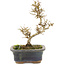 Ligustrum, 18 cm, ± 5 Jahre alt