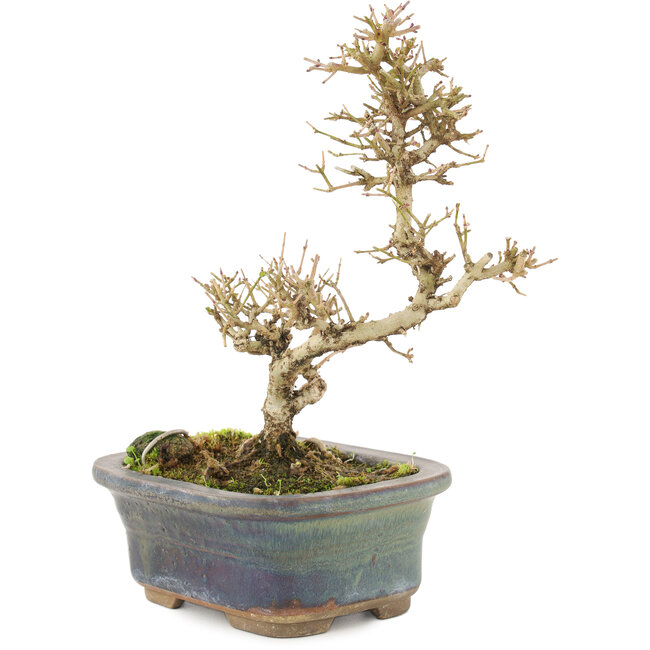 Ligustrum, 18 cm, ± 5 ans