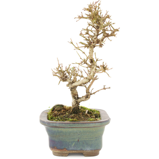 Ligustrum, 18 cm, ± 5 años