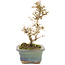 Ligustrum, 18 cm, ± 5 Jahre alt