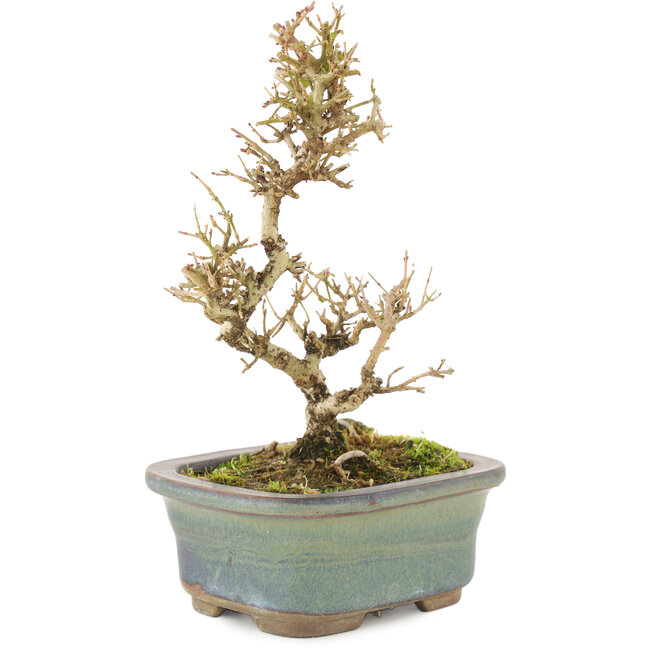 Ligustrum, 18 cm, ± 5 years old