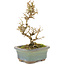 Ligustrum, 18 cm, ± 5 years old