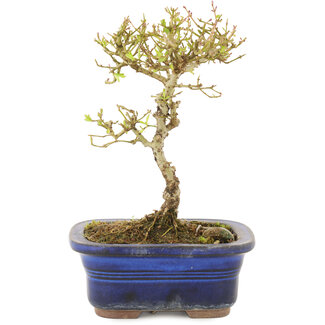 Ligustrum, 16 cm, ± 5 Jahre alt