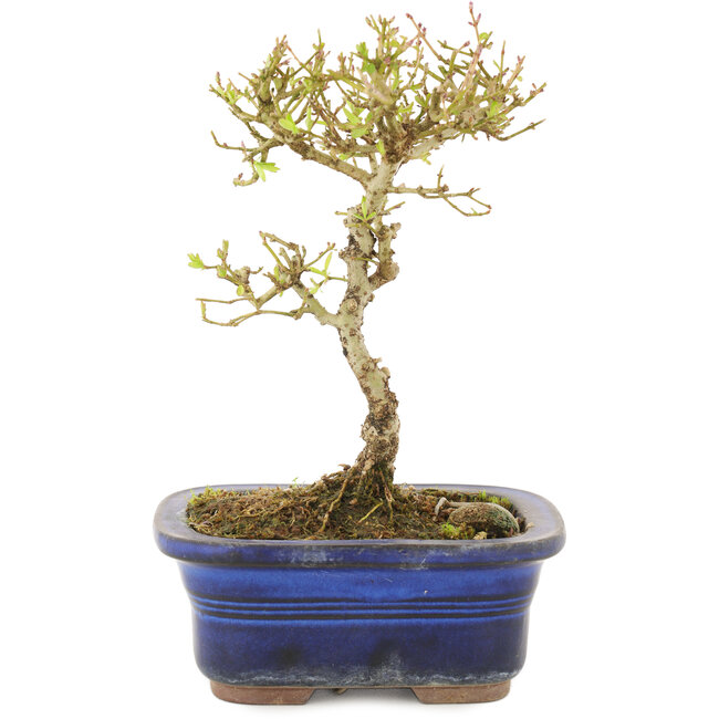 Ligustrum, 16 cm, ± 5 años
