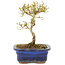 Ligustrum, 16 cm, ± 5 anni