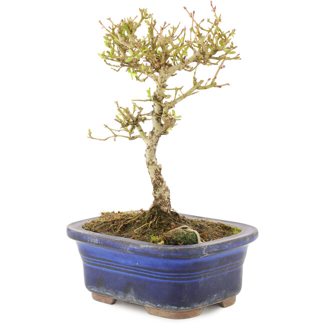 Ligustrum, 16 cm, ± 5 anni