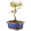 Ligustrum, 16 cm, ± 5 jaar oud