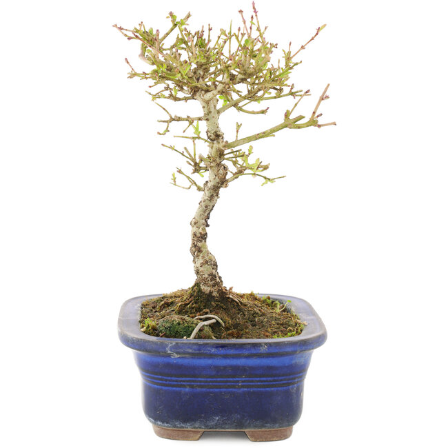 Ligustrum, 16 cm, ± 5 anni