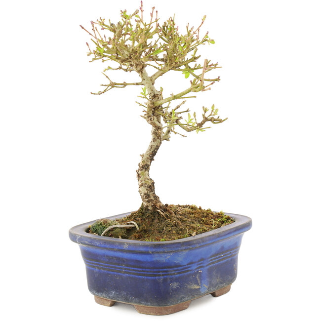 Ligustrum, 16 cm, ± 5 anni
