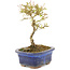 Ligustrum, 16 cm, ± 5 anni